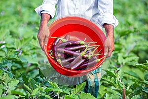 A farmer displays his newly harvested tall purple eggplant vegetables in a red bowl in the garden