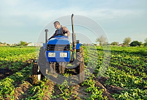 A farmer drives a tractor across the field and harvests potatoes. Harvest first potatoes in early spring. Farming and farmland