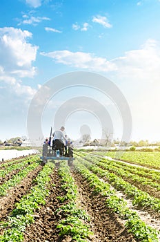 A farmer drives a tractor across potato plantation field. Processing and cultivation of soil. Improving quality of ground to allow