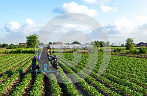 The farmer drives a tractor and plows the field. Agroindustry and agribusiness. Loosening of soil between rows of bushes. Farm