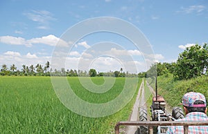 Farmer driving farm tractor or farmer`s truck through green young rice field on lovely tropical sunny day with blue sky.