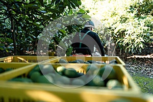 Farmer driving a farm truck with hass avocados boxes