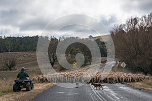 Farmer driving herd of sheep with two working shepherd dogs on countryside road