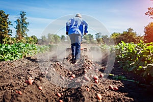 Farmer driving small tractor for soil cultivation and potato digging. Autumn harvest potato picking