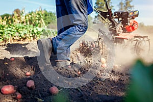 Farmer driving small tractor for soil cultivation and potato digging. Autumn harvest potato picking