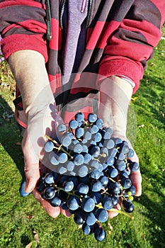 Farmer elderly woman holding ripe small blue grapes in hand