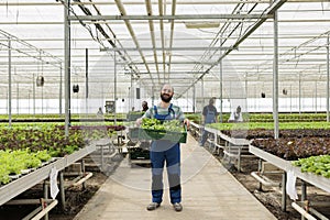 Farmer in entrepreneurial eco greenhouse