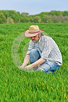 Farmer Examines and Controls Young Wheat Cultivation Field