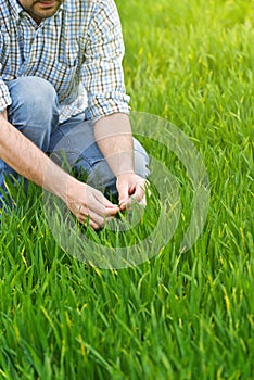 Farmer Examines and Controls Young Wheat Cultivation Field