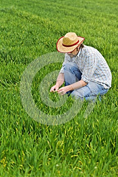 Farmer Examines and Controls Young Wheat Cultivation Field