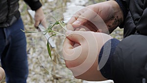 Farmer examines winter wheat plants. Sprouts in the agronomist hands of an agronomist. Checking young harvest in a snowy