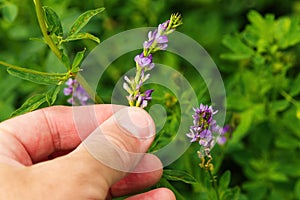 Farmer examining alfalfa crops in bloom, close up