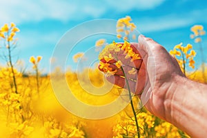 Farmer examining blooming canola rapeseed crops in field, closeup of hand