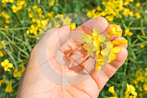 Farmer examining blooming oilseed rape plants in field