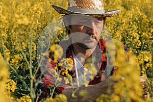 Farmer examining blooming rapeseed plant in cultivated field