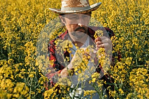 Farmer examining blooming rapeseed plant in cultivated field