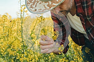 Farmer examining blooming rapeseed plant in cultivated field
