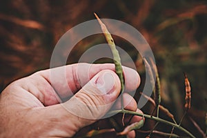Farmer examining canola rapeseed crop pod in cultivated field, closeup of hand