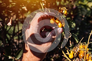 Farmer examining cherry tomato fruit grown in organic garden