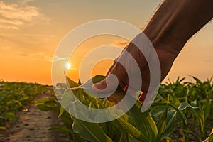 Farmer is examining corn crop plants in sunset photo