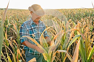 Farmer examining corn maize crop leaf