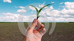 Farmer examining corn maize crop seedling in field, closeup of hand