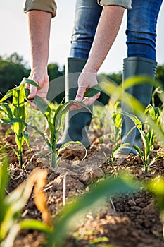 Farmer examining corn plant in field