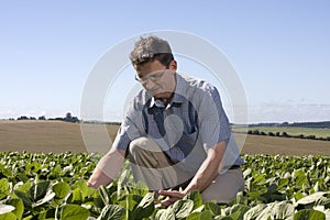 Farmer examining the crop