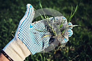 Farmer examining development of wheat crop seedling in field, closeup of hand holding small plant