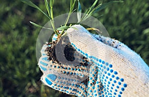 Farmer examining development of wheat crop seedling in field, closeup of hand holding small plant