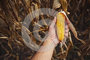 Farmer examining ear of corn in field before the harvest of ripe crops, pov shot