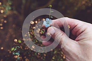 Farmer examining flax plant