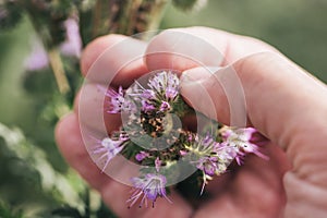 Farmer examining Lacy phacelia or Phacelia tanacetifolia flower in field