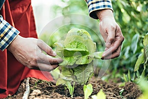 Farmer examining a lettuce plant in an organic farming field