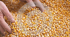 Farmer examining maize corn grain in hands