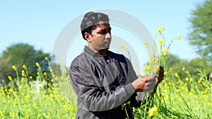 Farmer examining mustard crop using mobile, agronomist in blooming rapeseed field, farmer controlling the growth of agricultural