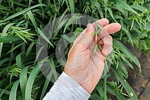 Farmer examining oat crops in field, close up of hand