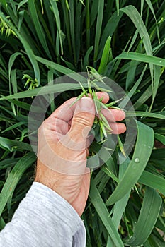 Farmer examining oat crops in field, close up of hand