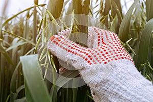 Farmer examining oat crops in field, close up of hand