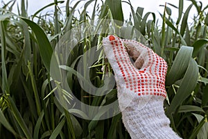 Farmer examining oat crops in field, close up of hand