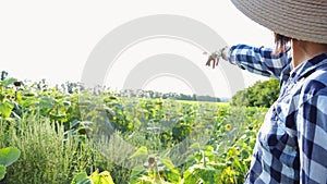 Farmer examining ripe sunflowers at field on sunny day. Female agronomist exploring plants at meadow. Beautiful scenic