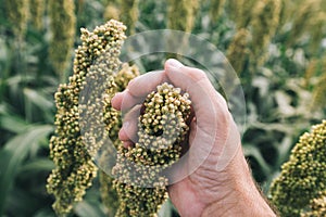 Farmer examining Sorghum bicolor crop in field