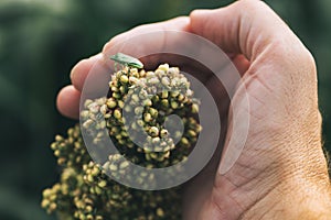 Farmer examining Sorghum bicolor crop in field