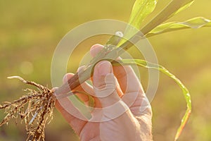 Farmer examining sorghum sprouts in field