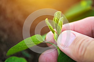 Farmer examining soybean plant development