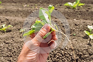 Farmer examining sugar beet root crop seedling in field, closeup of hand