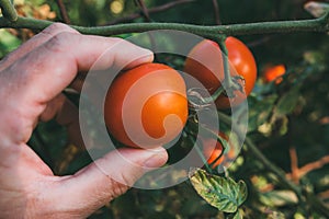 Farmer examining tomato fruit grown in organic garden