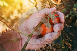 Farmer examining tomato fruit grown in organic garden