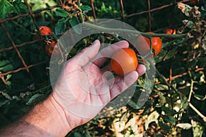 Farmer examining tomato fruit grown in organic garden