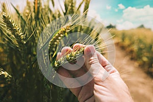 Farmer is examining wheat crop development